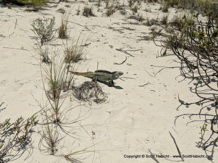 There were wild iguanas everywhere.