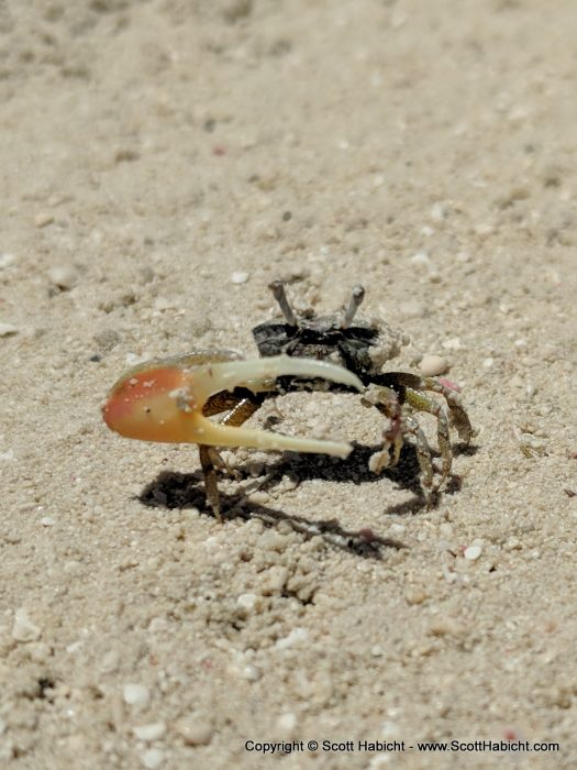 I also found this guy in the sand.