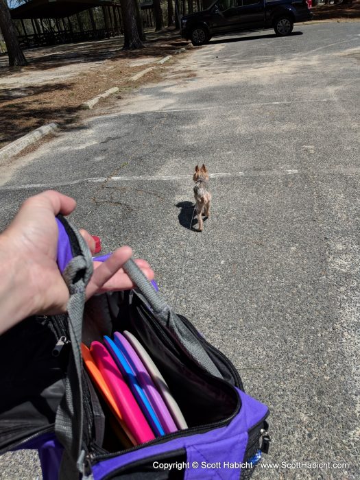 I had Riley's leash tied to the disk bag to make managing both a little easier.