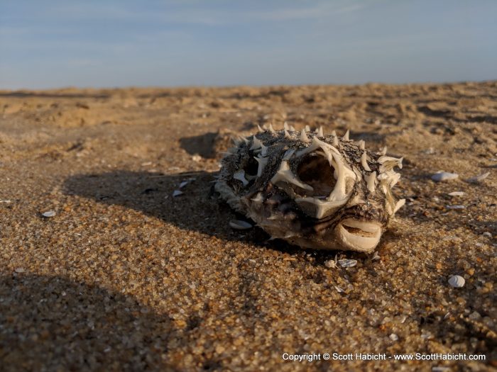 And found a dead puffer fish.