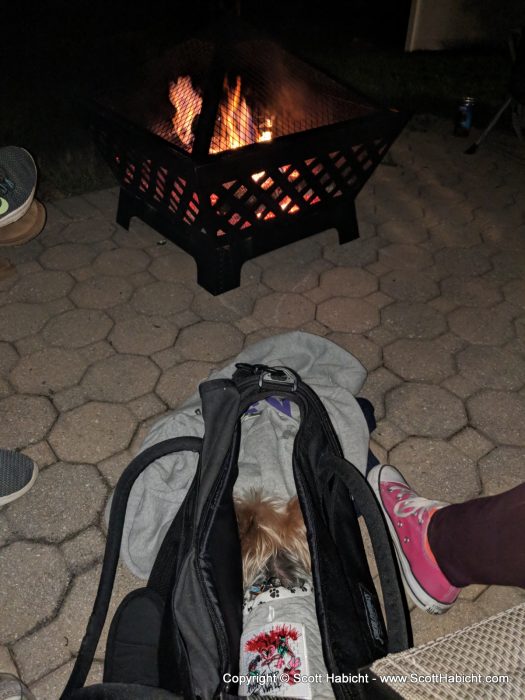 Riley is cozy next to a fire at Brent's house.