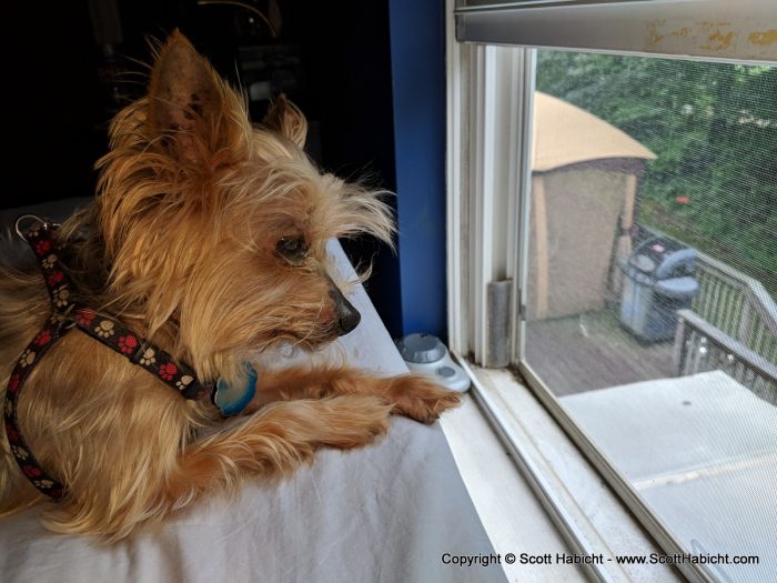 Riley, always on the lookout for squirrels...