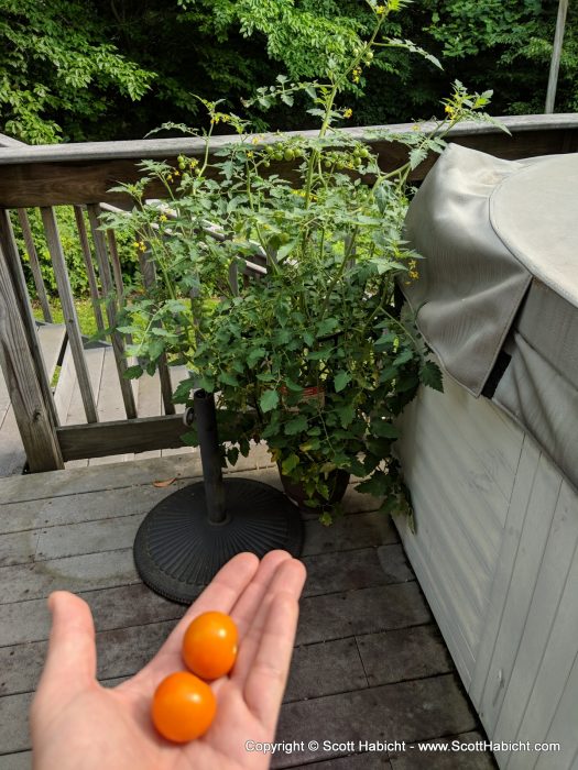 Molly wanted a cherry tomato plant, and this was our first yield.