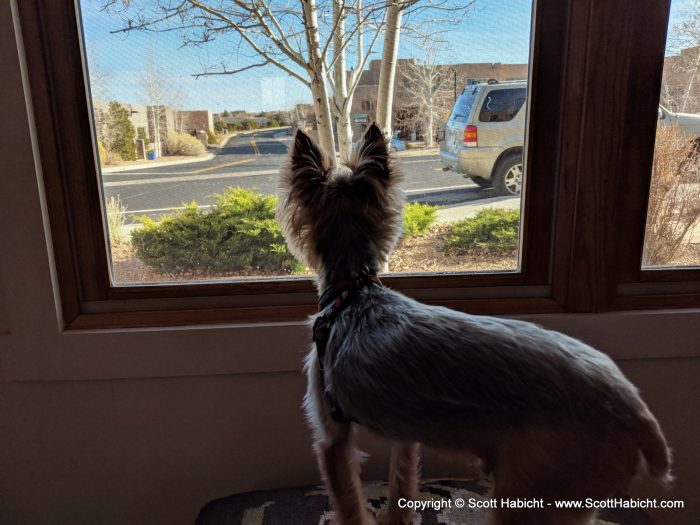 Riley loves looking out the window.